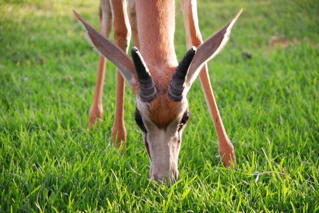 Photo springbok grazing on field