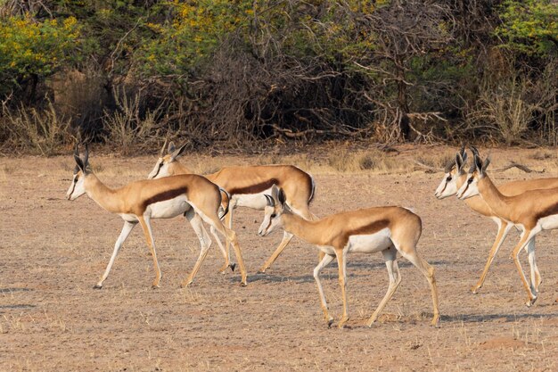 Foto mandria di springbok