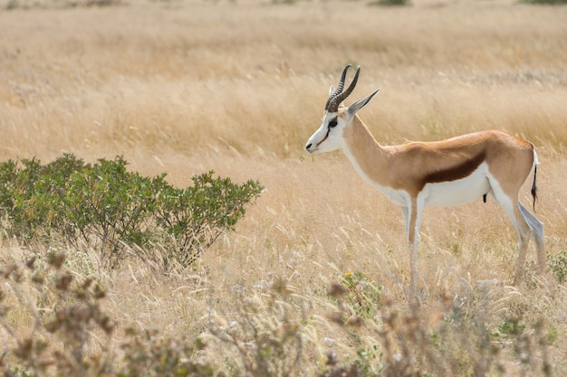 Etosha의 사바나에 고립 된 Springbok