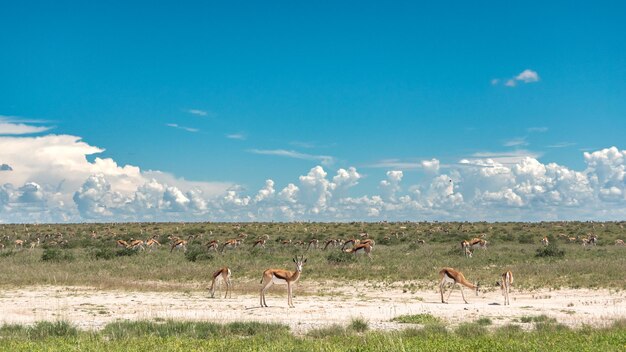 Springbok on the move