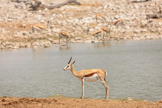 写真 ナミビアのエトーシャ国立公園の水飲み場近くのスプリングボック