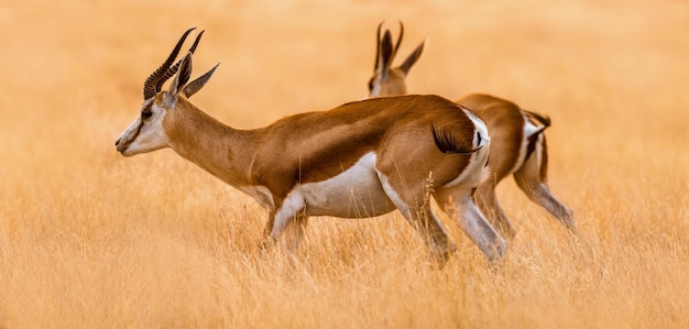 Springboks in Etosha National Park. Namibia