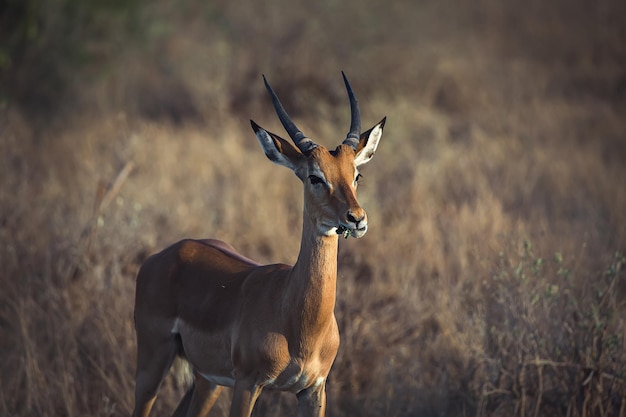 아프리카 케냐 Tsavo Safari Park의 스프링복스