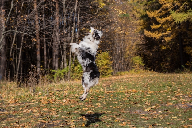 Springende Australische herder met balportret in de herfstbos.