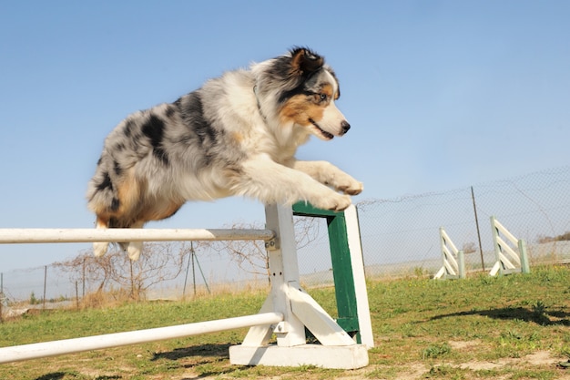 Springende Australische herder