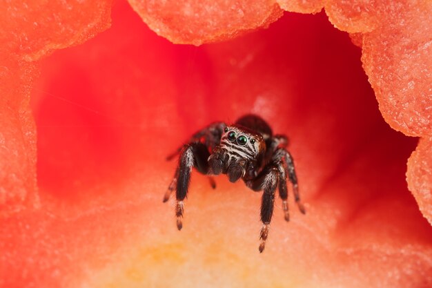 Springende spin in de tomaat, die lijkt op een prachtig rood tafereel