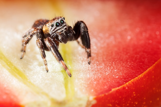 Springende spin op de tomaat, zoals in een prachtig rood tafereel