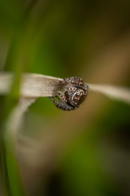 Springende spin (Salticidae) zittend op een grassprietje.