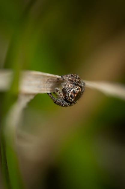 Springende spin (Salticidae) zittend op een grassprietje.