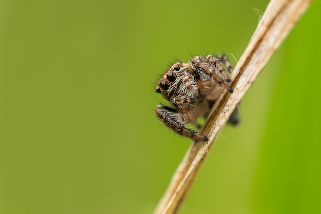 Springende spin (Salticidae) zittend op een grassprietje.