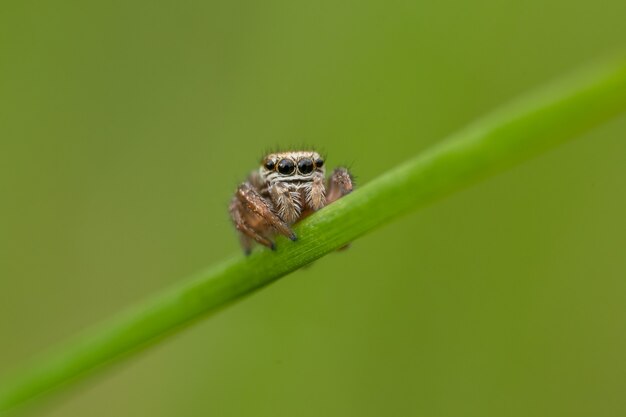 Springende spin (Salticidae) zittend op een grassprietje.