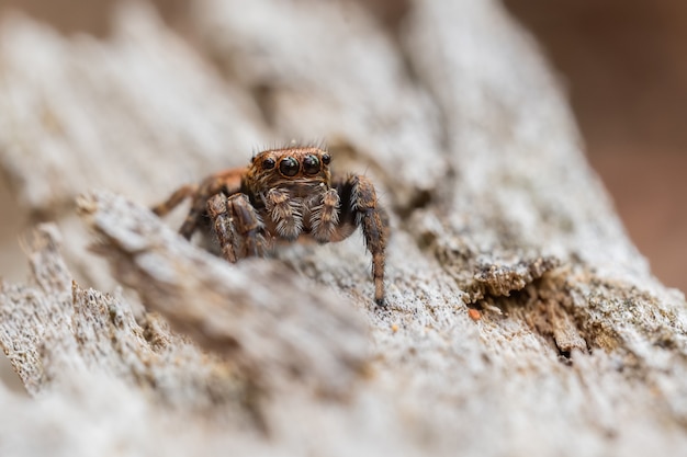 Springende spin (salticidae) zittend op een houten stam