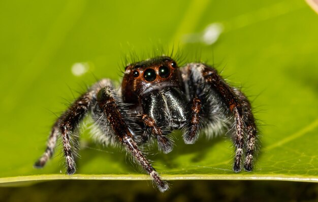 Springende spinnen dierlijke portret close-up shot
