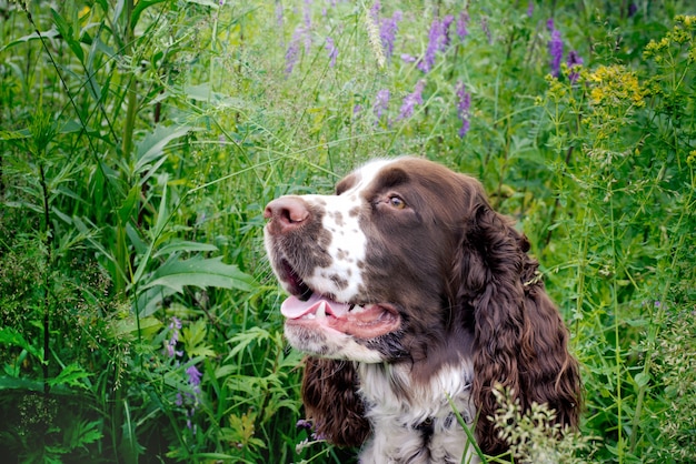 Springer spaniel hond rusten in het gras met zijn tong opknoping