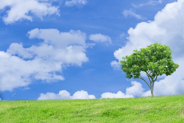 Springfield met groen gras, bomen en bewolkte blauwe hemel.