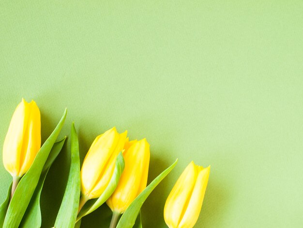 Springflowers on color background.