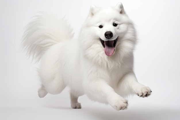 Springmoment Samojeed Hond Op Een Witte Achtergrond