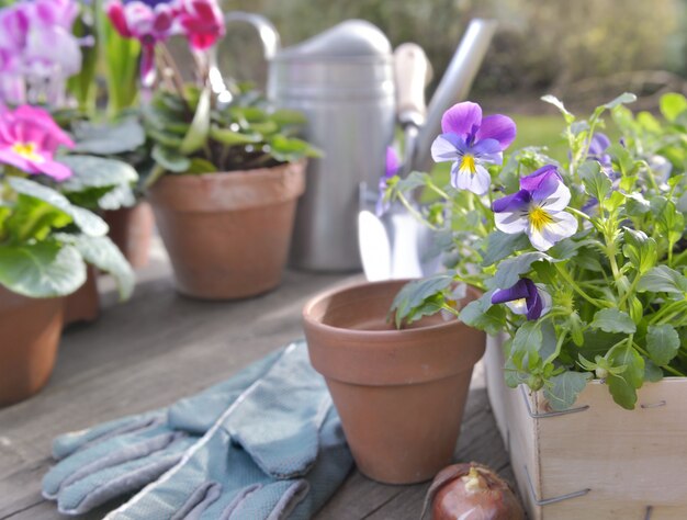 庭に植えるための春の花