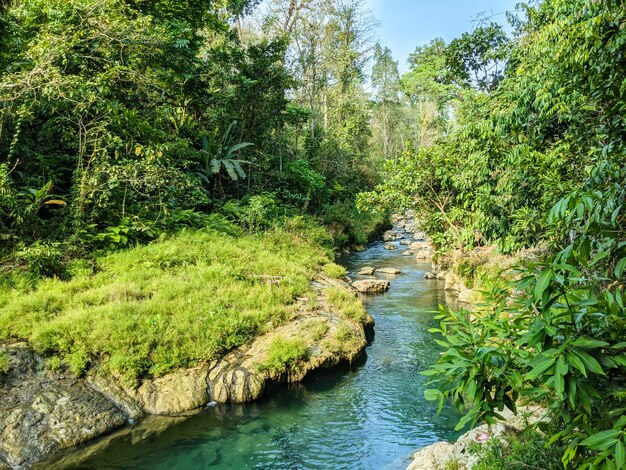 the springs river in the middle of the forest