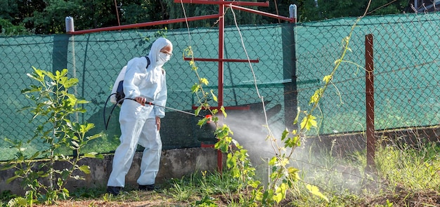 Весенне-летняя обработка инсектицидами и фунгицидами винограда