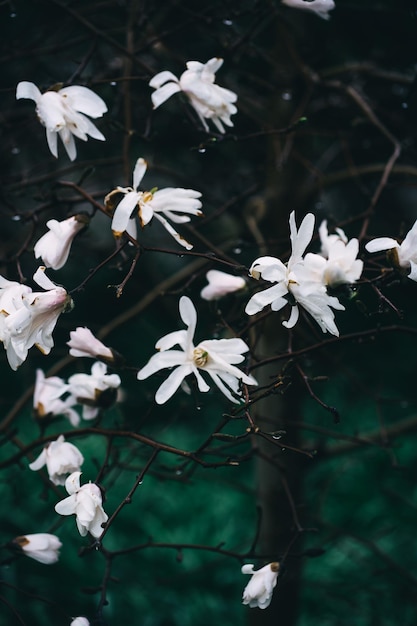 Springtime Blooming magnolia tree with white flowers