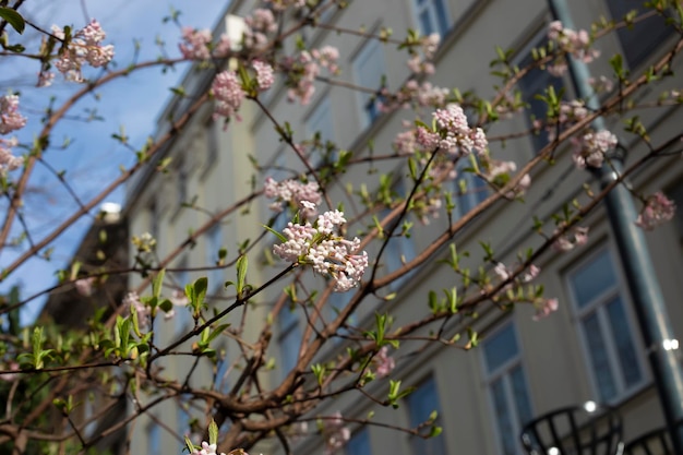 ブダペスト ハンガリーの木々 の花の春と花