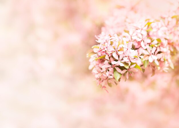 Springtime blossoming pink branch blooming background and backdrop flowers copy space banner