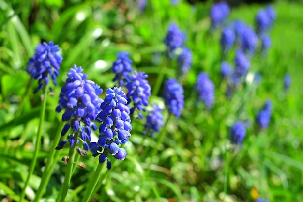 春背景がぼやけた庭の青いムスカリBotryoides花自然の中で美しいブドウのムスカリ植物のクローズアップビュー裏庭に長い緑の葉を持つ青い花