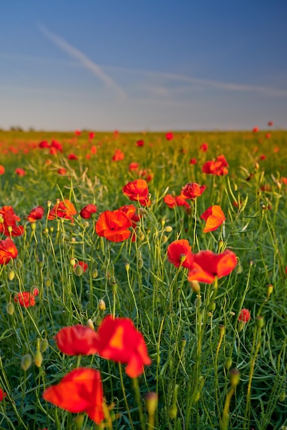 Springtime in the countryside Farmland in springtime Jutland Denmark