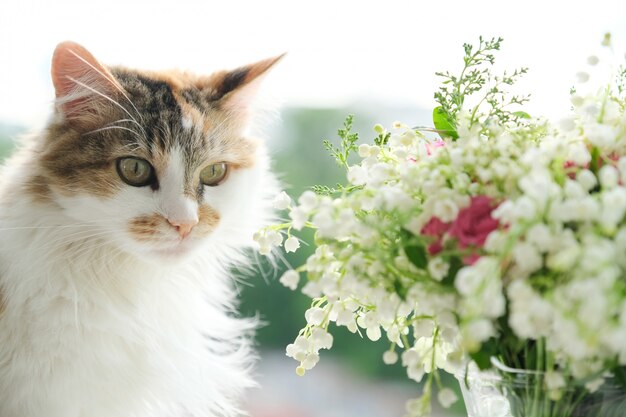 Photo springtime, domestic fluffy cat and bouquet of spring flowers on window