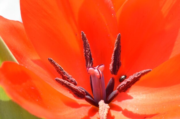 Springtime in flower box