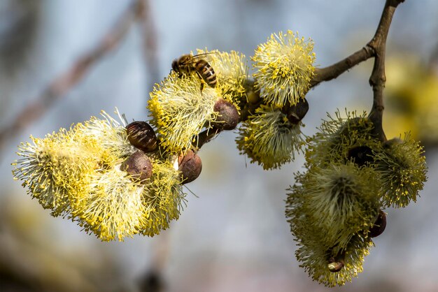 Springtime gentle background with blooming willow Easter