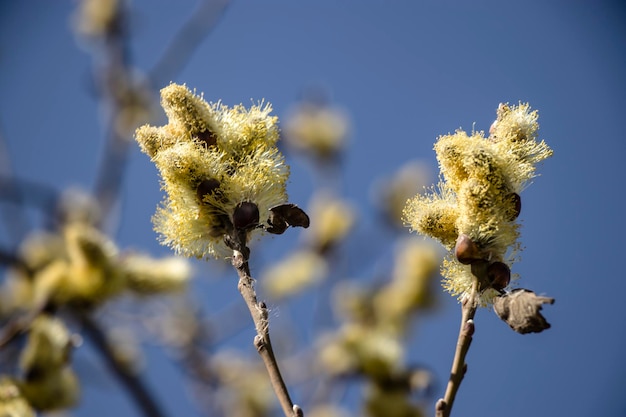 Springtime gentle background with blooming willow Easter