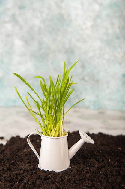 Springtime.  Greens in a miniature watering can close-up  Spring gardening concept.