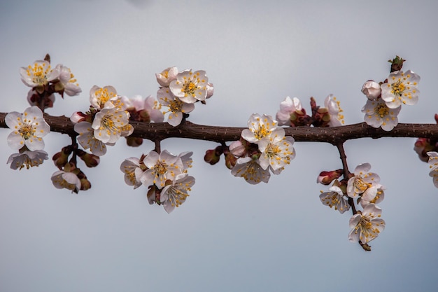 Springtime Joy Abrikozenbloesems in volle bloei