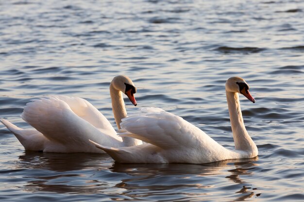 白鳥の家族と一緒に湖で春