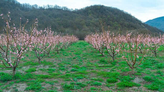 Springtime landscape with peach tree orchards in the countryside, Georgia