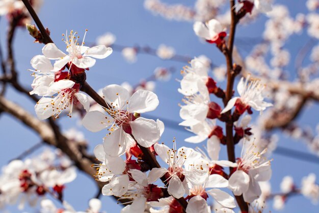 Photo springtime orchard blooming apricot without bees against the blue sky extreme closeup shot