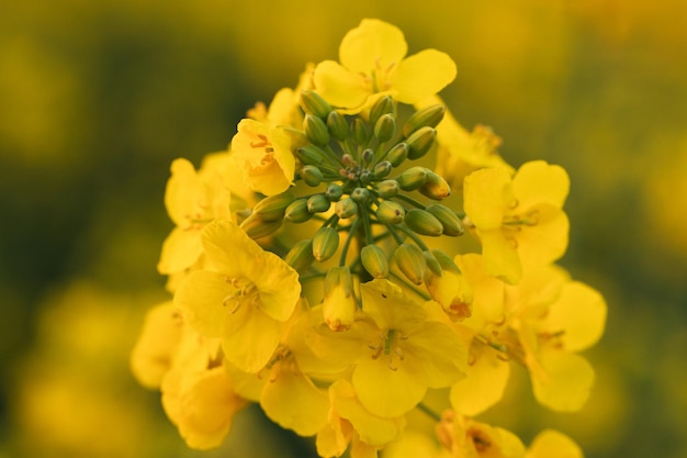 Springtime Spectacle Photographing the Blooming Rapeseed Fields