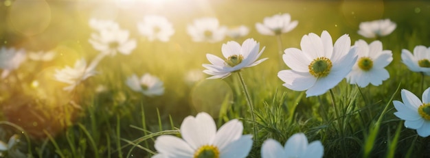 Springtime Spring Flowers in Sunlight Outdoor Forest Glade Nature