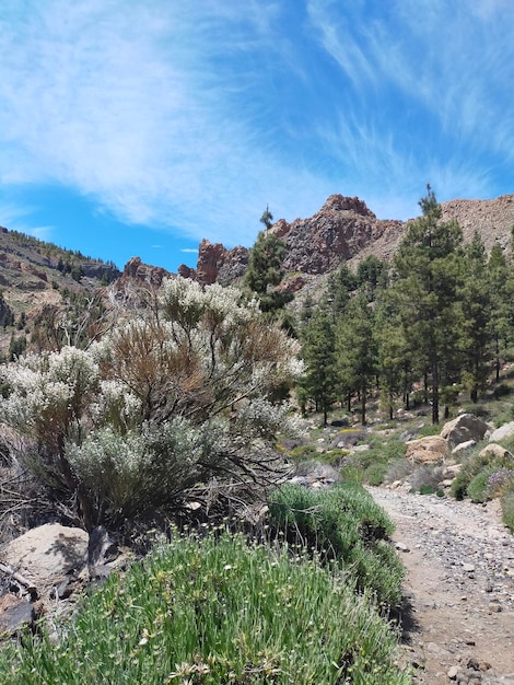 Springtime on Teide with spectacular Sky and vegetation