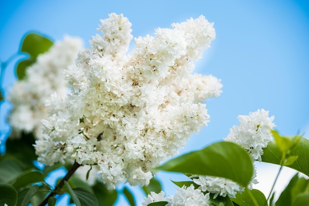 Springtime white lilac branch Blossoming common Syringa vulgaris lilacs bush white cultivar