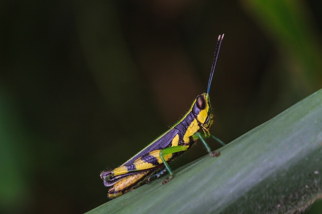 Sprinkhaan die op een blad neerstrijkt