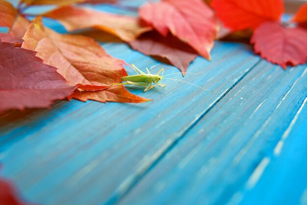 Sprinkhaan in de kleurrijke herfstbladeren op blauwe en bruine houten achtergrond