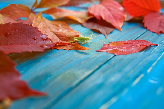 Sprinkhaan in de kleurrijke herfstbladeren op blauwe en bruine houten achtergrond