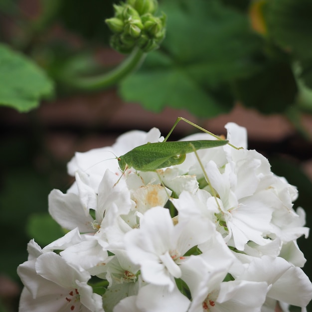 Sprinkhaan insect dier op geranium bloem