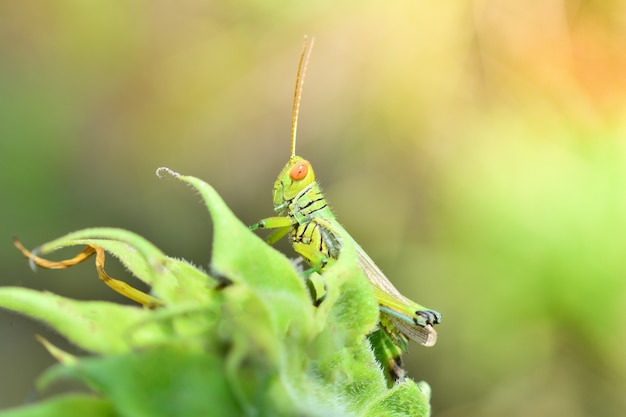 Sprinkhaan op blad groene sprinkhaan macro op plant in veld Weide en groene natuur terug