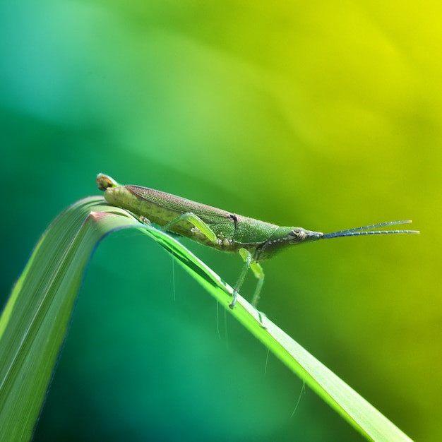 Sprinkhaan op blad