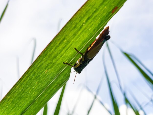 Sprinkhaan op de bladachtergrond prachtige natuur concept tropisch blad