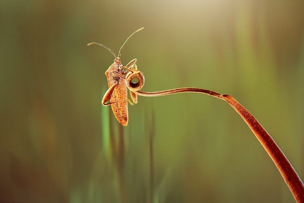 Sprinkhaan op een blad in de natuur achtergrond